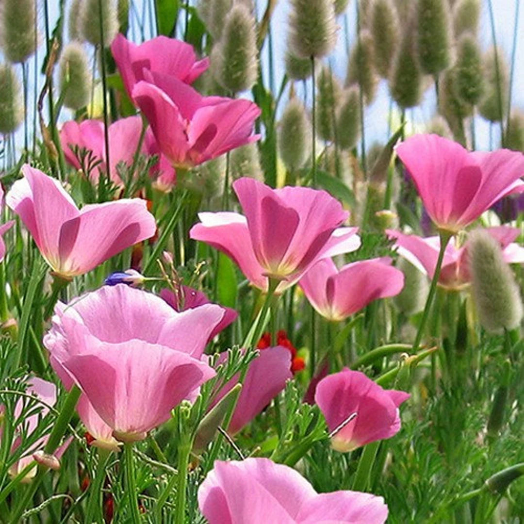 Californian Poppy- Purple Gleam