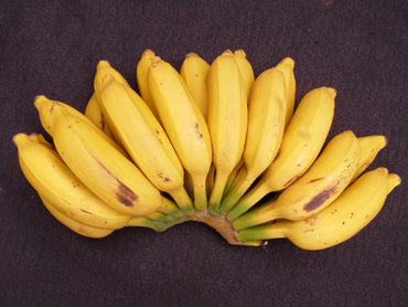 Goldfinger Banana Fruit Tree Seeds for Planting - Grow Exotic Banana Trees in Your Yard