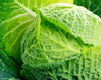 Cabbage Savoy Heirloom Vegetable Seeds