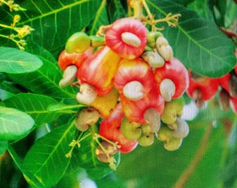 Green Piccabeen Plant Seeds - Ideal for Growing an Exotic and Unique Tree 100 pcs