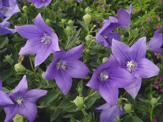 Balloon Flower- Tall Blue