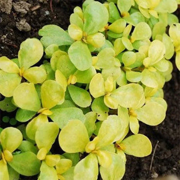 Purslane- Golden