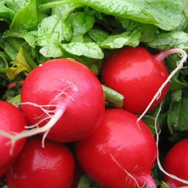 Radish Scarlet Globe Organic Vegetable Seeds