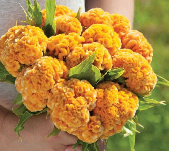 Chief Gold – Celosia Seed