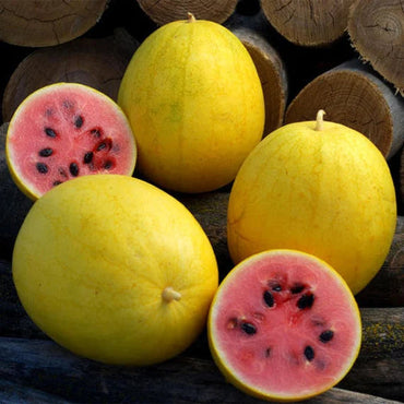 Golden Midget Watermelon Fruit Seeds for Planting- Grow Your Own Refreshing Watermelon Variety 100 pcs