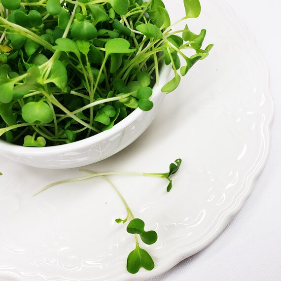 Kale, Bright Green Curly – Microgreen Seed