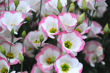 Sapphire Pink Eustoma (Lisianthus) Flower Seeds for Planting - Heirloom, NON-GMO Seeds