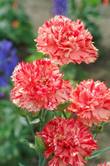 Yellow Red Carnation Flower Seeds – Heirloom, Non-GMO, Bright Bi-Color Blooms for Garden Planting