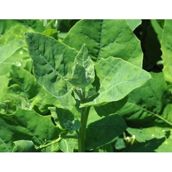 Light Green Orach – Organic Greens Seed