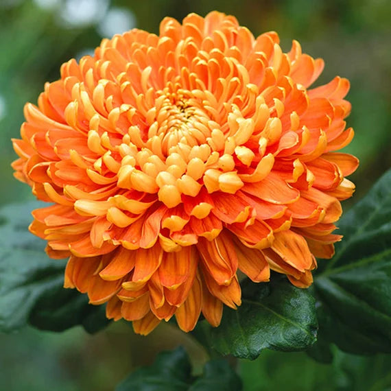 Orange Giant Chrysanthemum Seeds