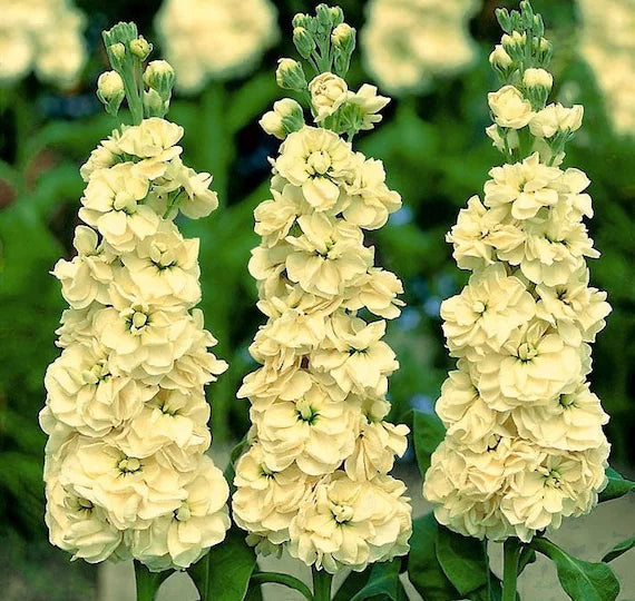 Matthiola Incana Seeds for Planting – Organic, Heirloom, Non-GMO Flower Seeds