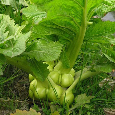 Chinese Mustard- Swollen Stem