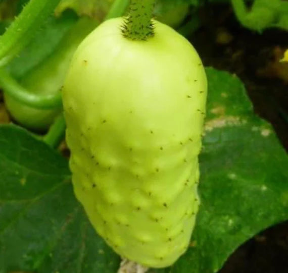 Boothby's Blond Cucumber Vegetable Seeds for Planting - Heirloom & Non-GMO Garden seeds