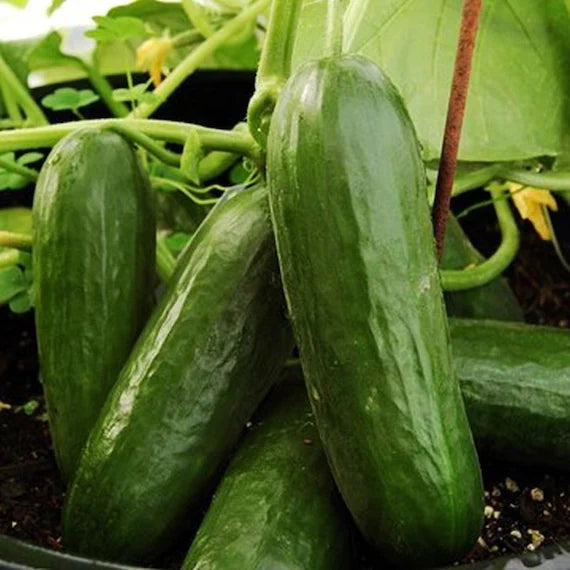 Picolino – Cucumber Seed