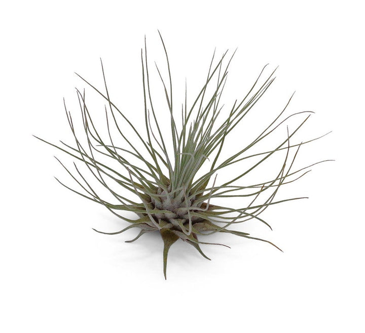 Tillandsia Fuchsii Plant Seeds for Air Plant Lovers - 100 pcs