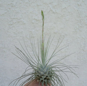 Tillandsia Fuchsii Plant Seeds for Air Plant Lovers - 100 pcs