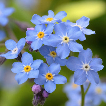 Organic Blue Myosotis Flower Seeds for Planting – Heirloom, Non-GMO