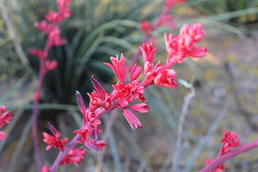 Heirloom Non-GMO Yucca Flower Seeds for Planting – Drought-Tolerant Spiky Garden Blooms