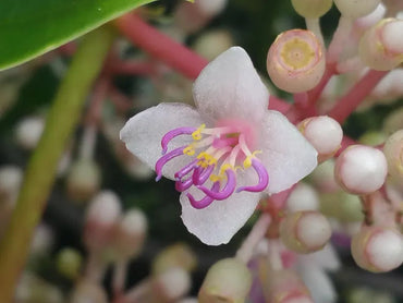 Heirloom Non-GMO Malaysian Orchid Flower Seeds – Exotic Tropical Blooms