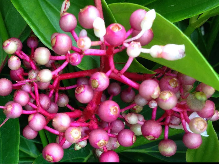 Heirloom Non-GMO Malaysian Orchid Flower Seeds – Exotic Tropical Blooms