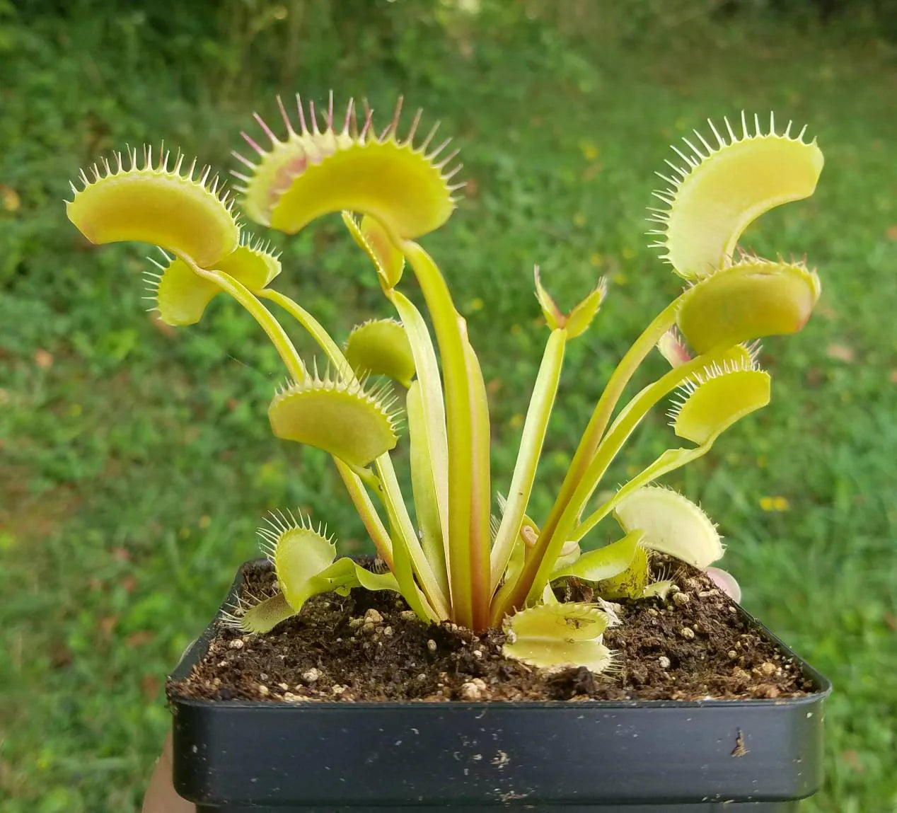 Green Venus Flytrap – Live Carnivorous Plant for Home Décor