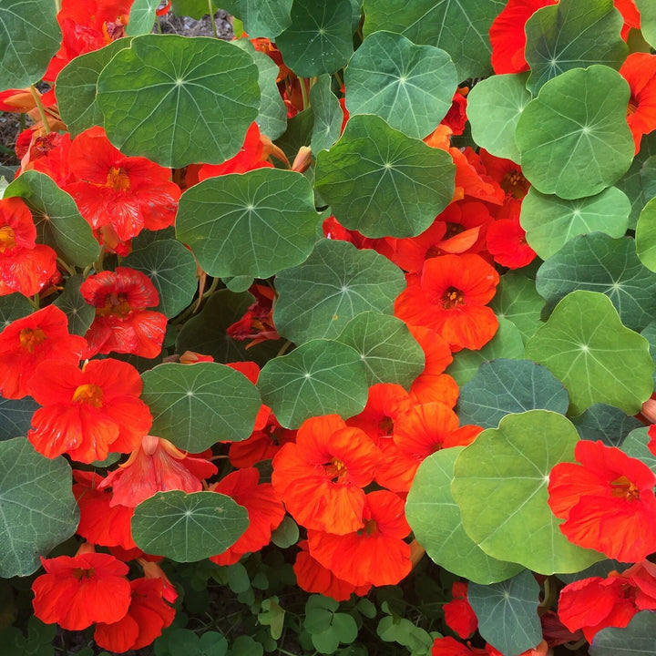 Orange Hanging Nasturtium Seeds for Planting- Heirloom seeds for Home Garden, GMO Free