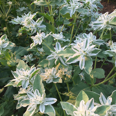 Mountain Snow – Euphorbia Seed