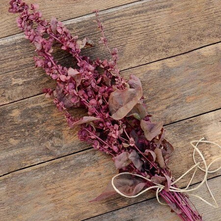 Red Plume – Atriplex Seed