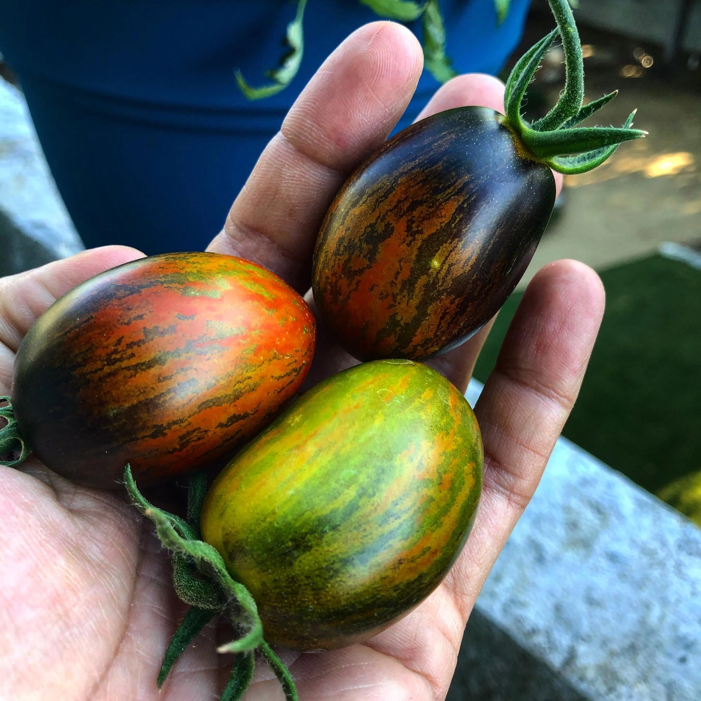 Tomato- Brad's Atomic Grape