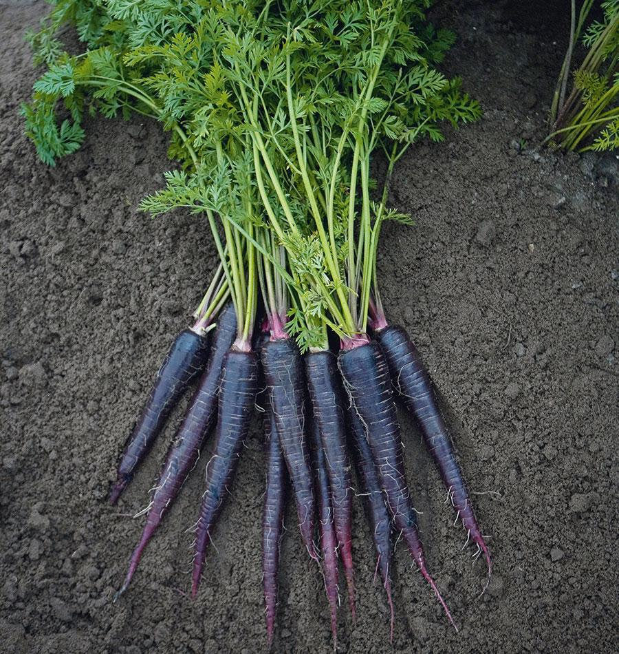 Deep Purple – Carrot Seed