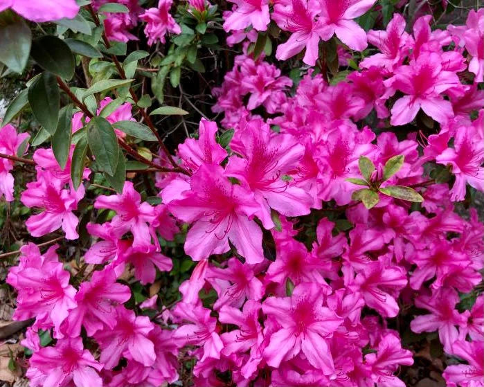 Heirloom Non-GMO Azalea Flower Seeds for Planting – Colorful Ornamental Shrub Seeds