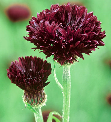 Cornflower- Black Ball