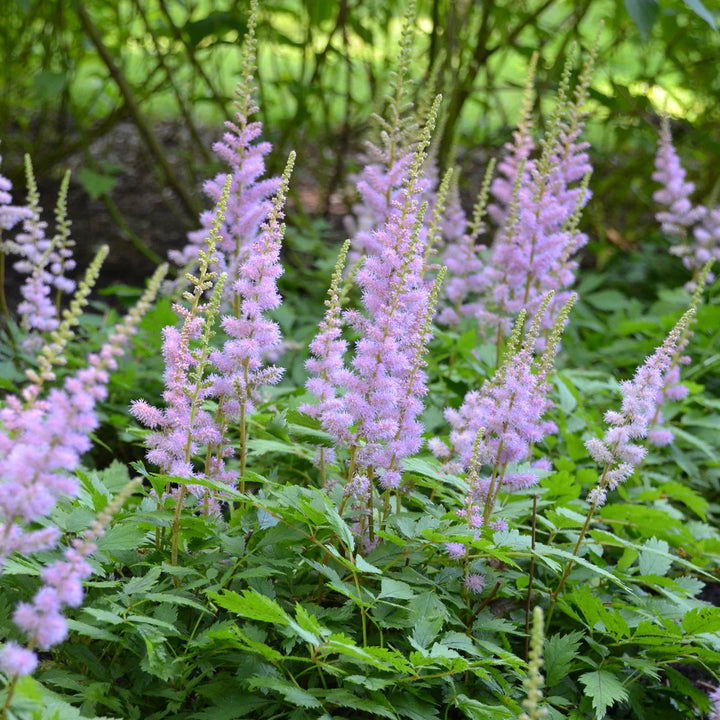 Heirloom Non-GMO Astilbe Pumila Flower Seeds for Planting – Shade-Loving Perennial Blooms