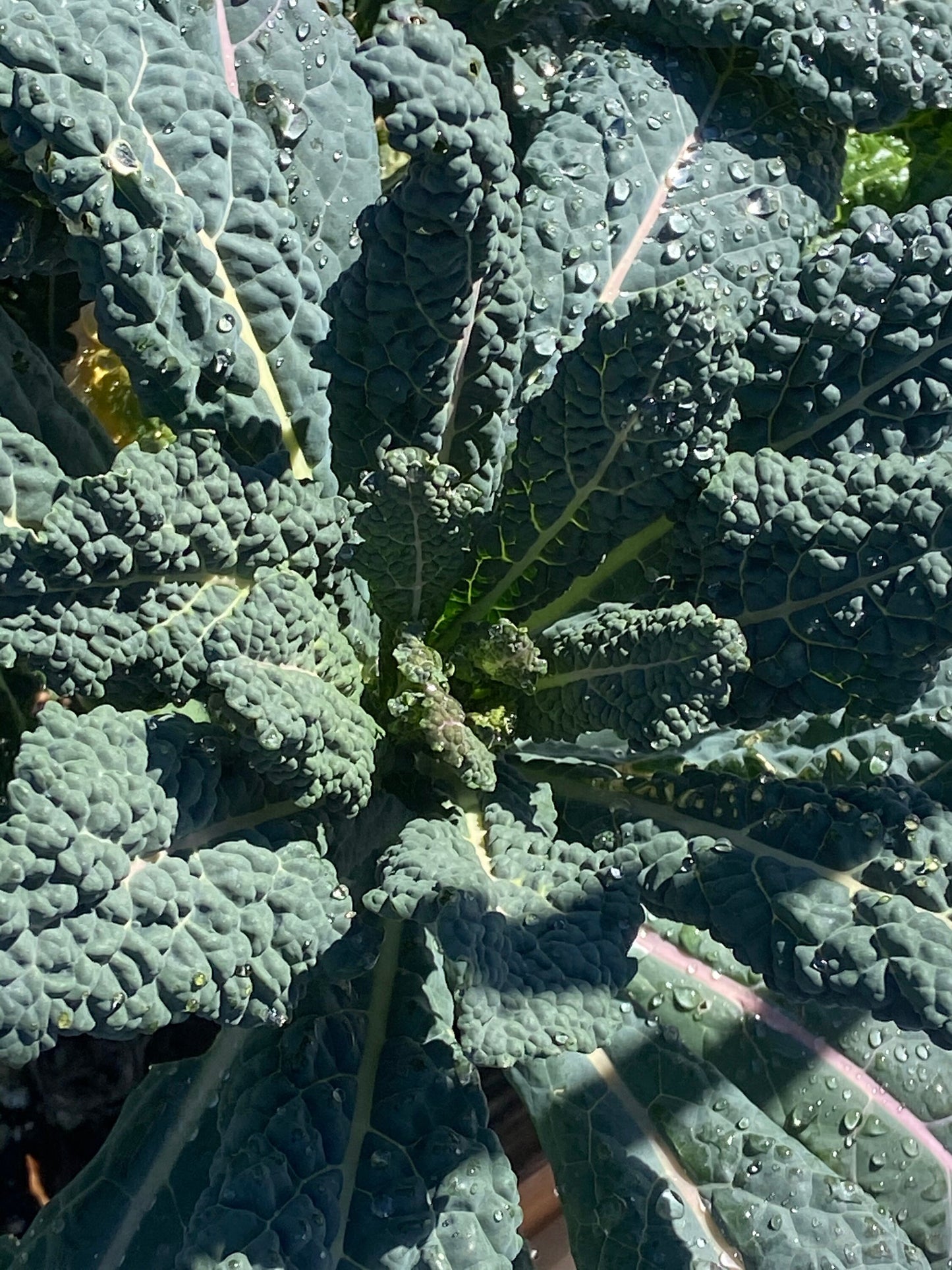 Mamba – Organic Kale Seed