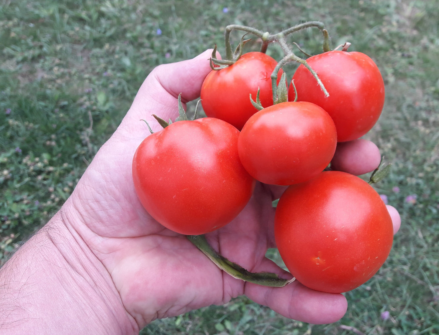Wisconsin 55 – Organic Tomato Seed