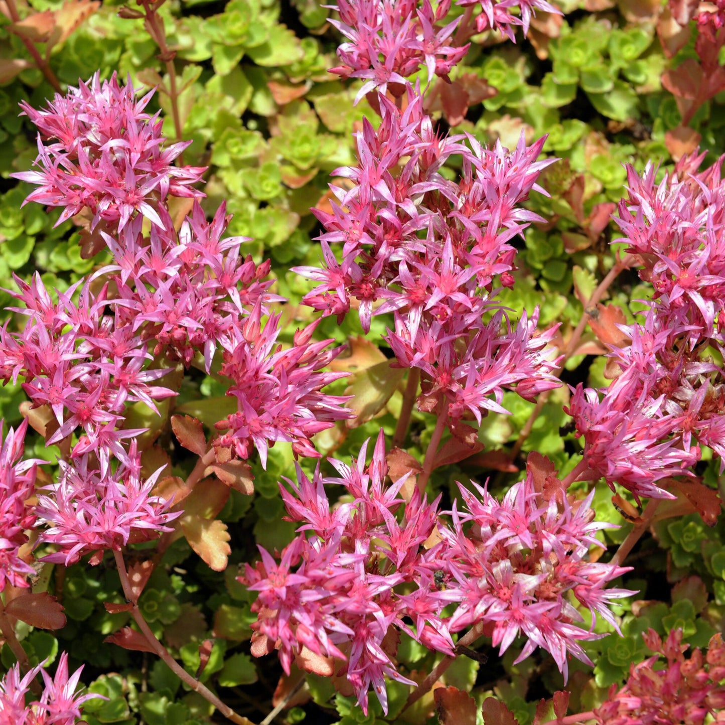 Sedum- Purple Carpet