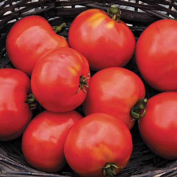 Moskvich – Organic Tomato Seed