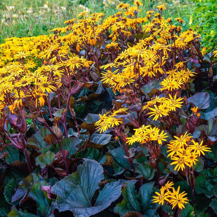 Heirloom Non-GMO Britt-Marie Crawford Flower Seeds for Planting – Bold Foliage and Garden Blooms