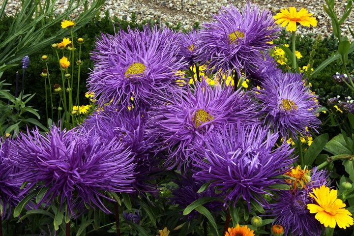 Heirloom Non-GMO China Aster Flower Seeds for Planting – Beautiful Blooming Garden Seeds
