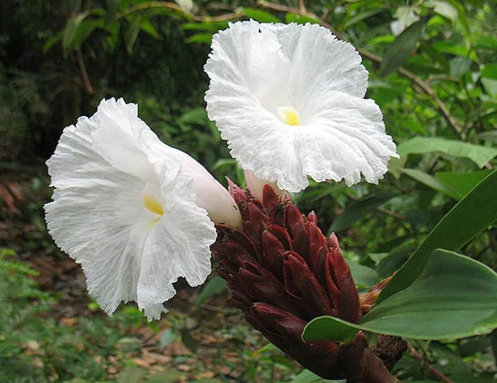 Heirloom Non-GMO Costus Barbatus Flower Seeds for Planting – Tropical Spiral Ginger Blooms