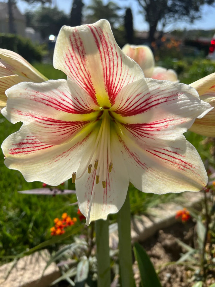 Heirloom Non-GMO Hippeastrum Rutilum Flower Seeds – Vibrant Perennial Bulb Blooms