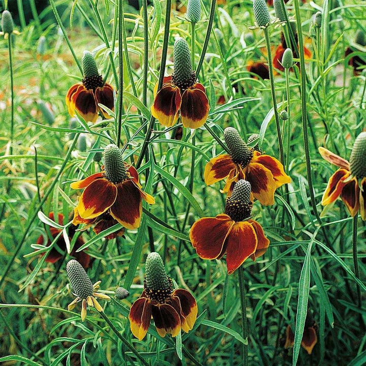 Heirloom Ratibida Columnaris Seeds – Non-GMO Flower Seeds for Planting