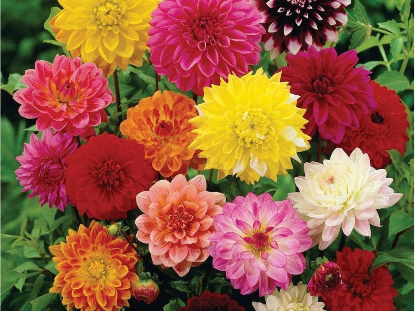 Dahlia- Unwin's Bedding Mix