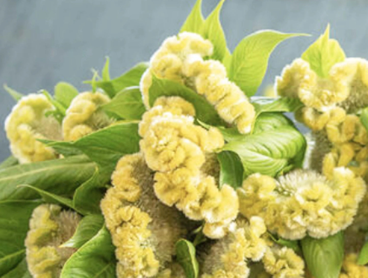 Cramer’s Lemon Lime – Celosia Seed