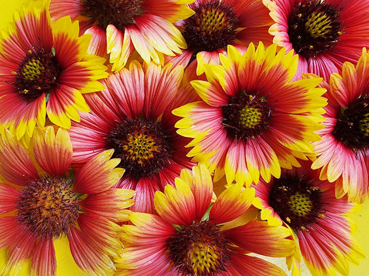 Heirloom Non-GMO Gaillardia Flower Seeds for Planting – Bright Drought-Tolerant Blooms