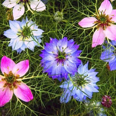 Nigella- Persian Jewels Mix