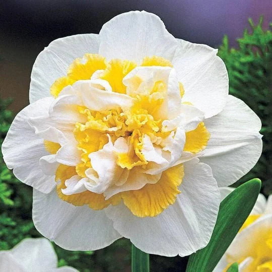 Growers Beauty Daffodil Seeds