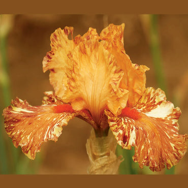 Cheetah Cheese Tall Bearded Iris Seeds
