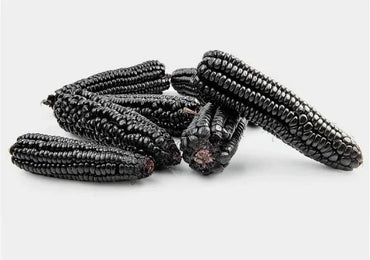 Montana Morado Maize – Organic Corn Seed