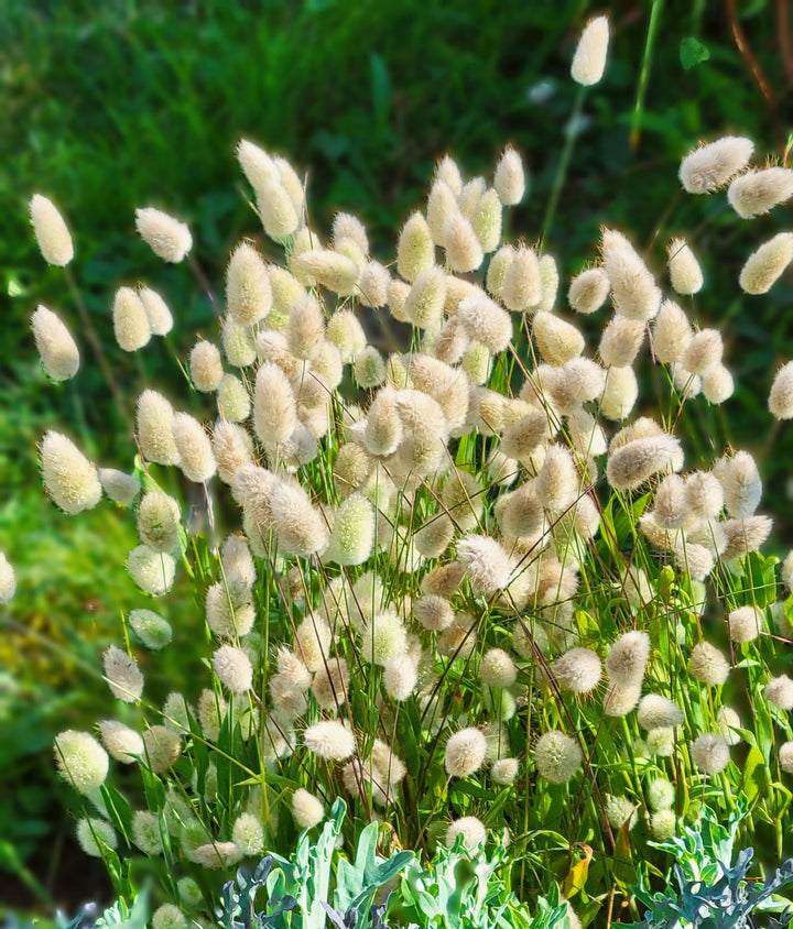 Heirloom Non-GMO Lagurus Ovatus Flower Seeds for Planting – Bunny Tail Grass Ornamental Blooms